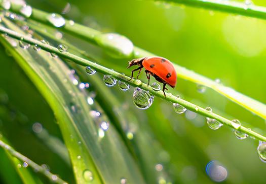 Certificados de Energía Renovable 2
